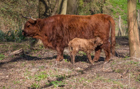 a very young newborn calf of a Scottish highlander,の写真素材