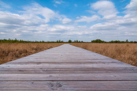 a wooden decking path in the neighboring nature reserve in the netherlandsの写真素材