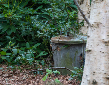 old zinc trash can in the green forestの写真素材