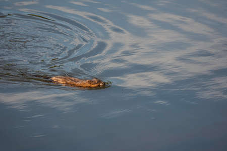 a coypu swimming in the river in luxembourgの写真素材
