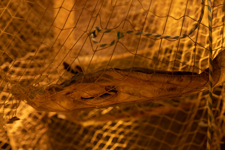 stingray caught in a fishing net as an example of net fishingの写真素材