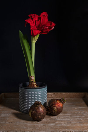 with red amaryllis in a flowerpot with two bulbs in the foregroundの写真素材
