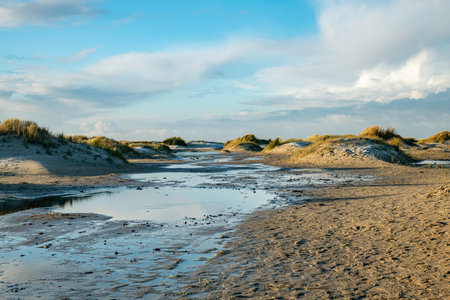 nature area de hors on the south part of the island texelの写真素材
