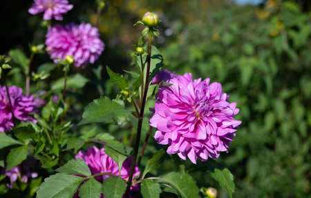 pink dahlia flower in a english gardenの写真素材