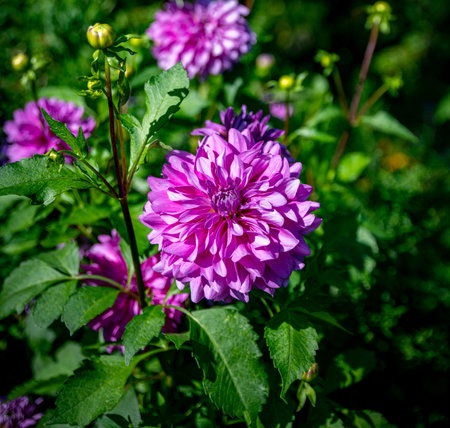 pink dahlia flower in a english gardenの写真素材