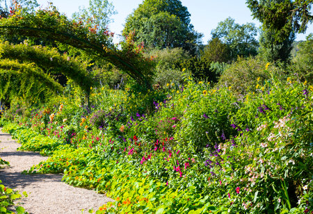the wild flower and plants in the gardens of monet in franceの写真素材