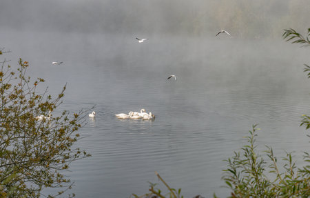 seagulls and white swam in the water during fogの写真素材