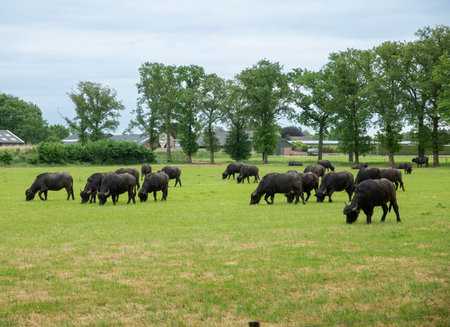 farm with water buffaloes on green fieldの写真素材