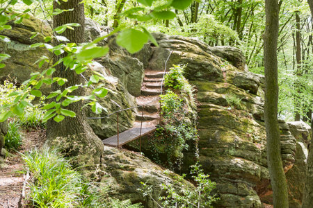rocks and plants and trees in the german natureの写真素材