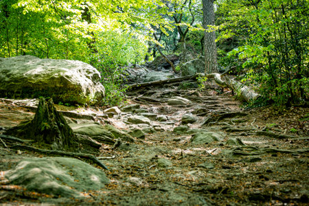walking track with rocks in germany near tecklenburgの写真素材