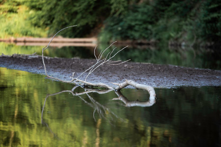 a branch in the water of a small river with trees in the background