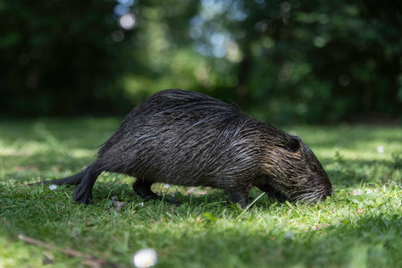 a male animal looking like a beaver but it is a coyou in germany in the wildの写真素材