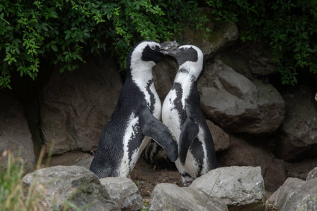 two pinguins in a zoo in hollandの写真素材