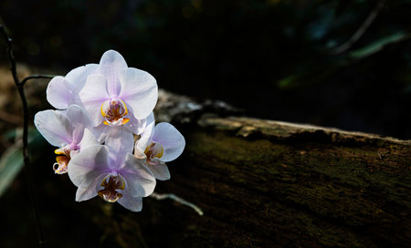 Phalaenopsis orchid on tree trunkの写真素材