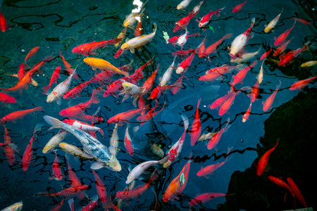 a school of fish as a backgroundの写真素材
