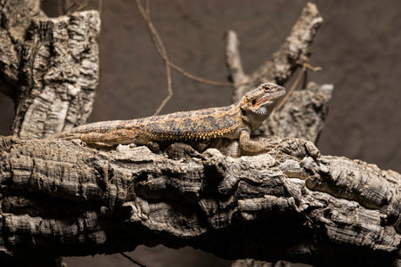 a bearded dragon on a tree camouflageの写真素材