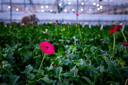 an indoor greenhouse where gerberas are grownの写真素材