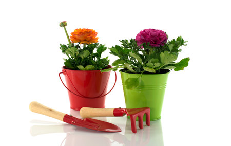 red and green bucket with spring flowersの写真素材