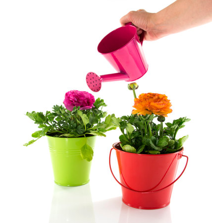 red and green bucket with spring flowersの写真素材