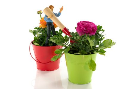 man gardening in the ranunculusの写真素材