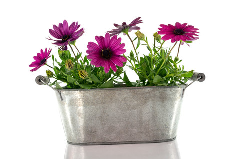 pink spanish daisy on white backgroundの写真素材