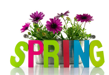 spring flowers and textの写真素材