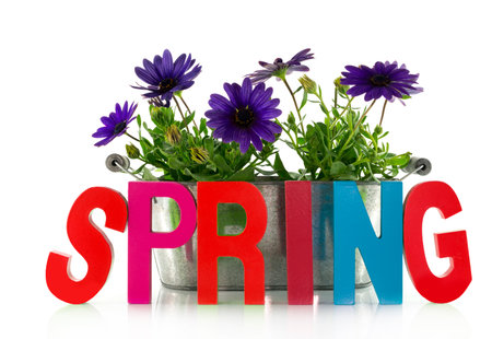 spring flowers and textの写真素材