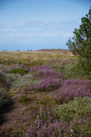 purple flowering heather fileds in the national park thy in denmarkの写真素材