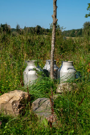 Three traditional milk cans are nestled among vibrant greenery and stones in a serene rural landscape, evoking rustic charm and pastoral simplicity.の写真素材