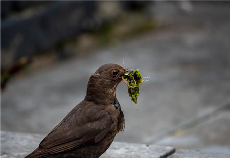 A detailed photograph depicting a blackbird with vegetation in its beak, conveying a sense of nature, wildlife, and the instinctual behavior of building nests in its natural environmentの写真素材