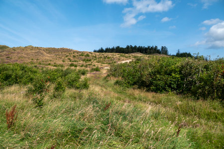 A peaceful natural area featuring green plants and heather, and a vivid blue sky with clouds, ideal for relaxationの写真素材