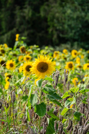 A vibrant sunflower in full bloom standing tall amidst a field of lush greenery and other sunflowers. The serene background emphasizes the natural beauty captured in a sunny and peaceful setting.の写真素材