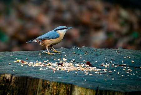 Nuthatch bird ,Sitta europaea, perched on a tree stump, gathering seeds in a forest environment, surrounded by natural beauty that captures the essence of wildlife and natureの写真素材