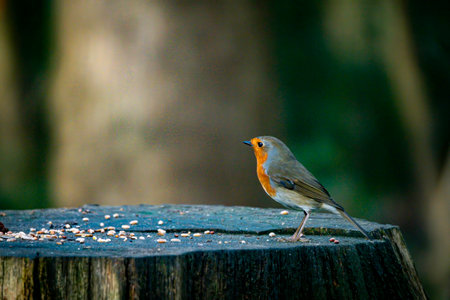 European Robin standing on a wooden stump with scattered seeds, captured in a serene natural settingの写真素材