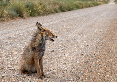 A red fox sits calmly on a gravel road, surrounded by grass and wilderness,in bardenas reales in...
