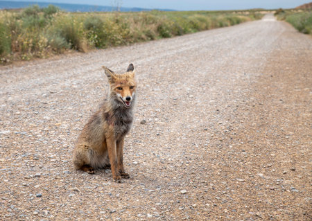 A red fox sits calmly on a gravel road, surrounded by grass and wilderness,in bardenas reales in...