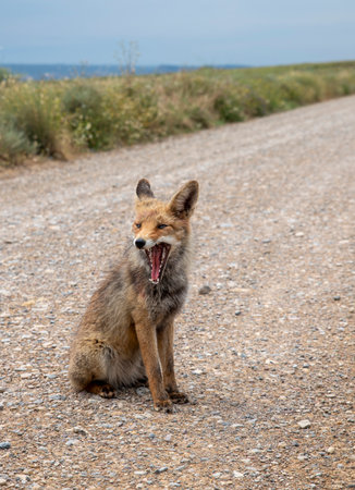 A red fox sits with his mouth wide open en showing teethe on a gravel road, surrounded by grass and...