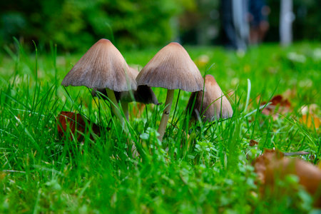 Cluster of brown mushrooms emerges from lush grass in a calm outdoor setting, creating a natural, tranquil scene suitable for nature, park, and garden themes.の写真素材
