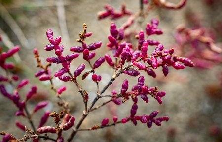 detail of red samphire or sea asparagus during october in oostvoorne in hollandの写真素材