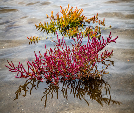 detail of red samphire or sea asparagus during october in oostvoorne in holland in the salt waterの写真素材