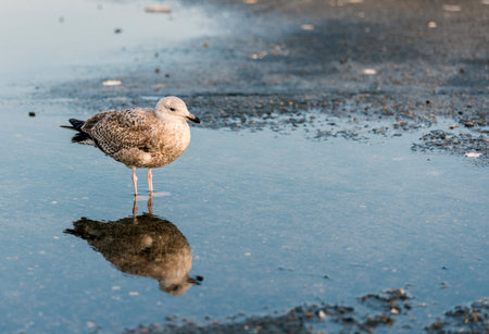 young seagull bird standing in the water pondの写真素材