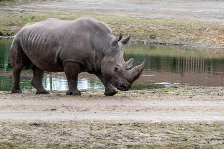 A gray rhinoceros walks near a calm pond, its horn prominent as it moves along a muddy riverside. The scene captures wildlife in a natural habitat, highlighting strength, solitude, and rugged beauty.の写真素材