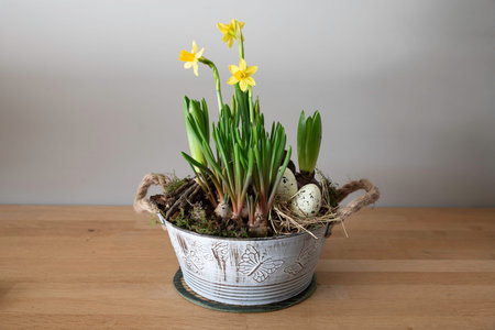A rustic white metal planter holds blooming yellow daffodils, hyacinth bulbs and moss with speckled Easter eggs, creating a fresh spring centerpiece and cozy seasonal home decoration.の写真素材