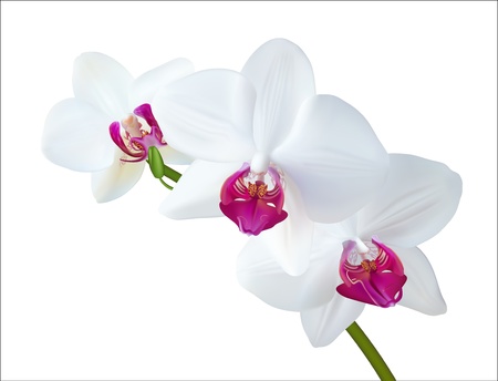  illustration of white orchid isolated on white  のイラスト素材