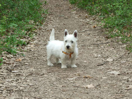 Westie terrierの写真素材