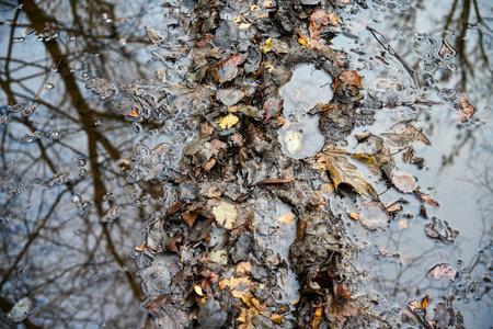 A footprints in a muddy puddle. Bare trees without leafs reflecting. High quality photo