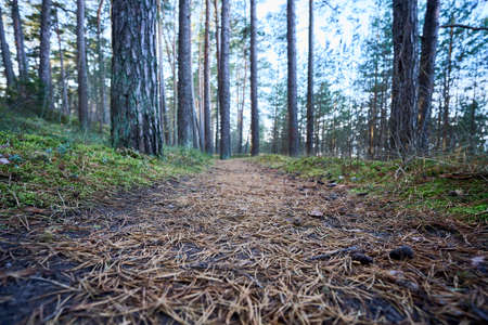 A path in the autumn forest covered by pine needles. High quality photoの写真素材