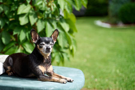 Sleepy toy terrier dog lies on a deck-chair at the gardenの写真素材