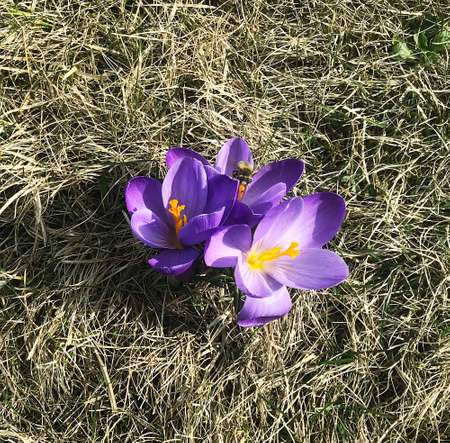 A three blooming violet crocuses with the bee sitting on it at the spring time. Old grass field...