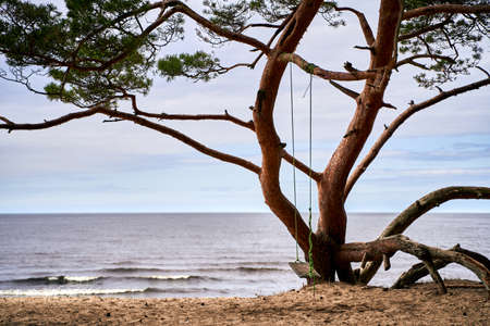 Swing on the branch of the pine tree at the sea shoreの写真素材
